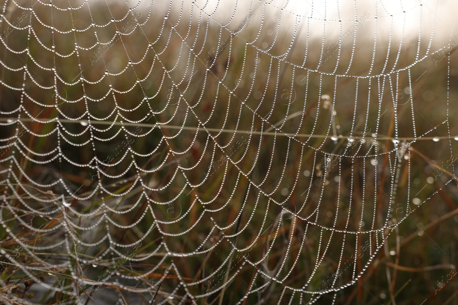 Photo of Closeup view of cobweb with dew drops outdoors