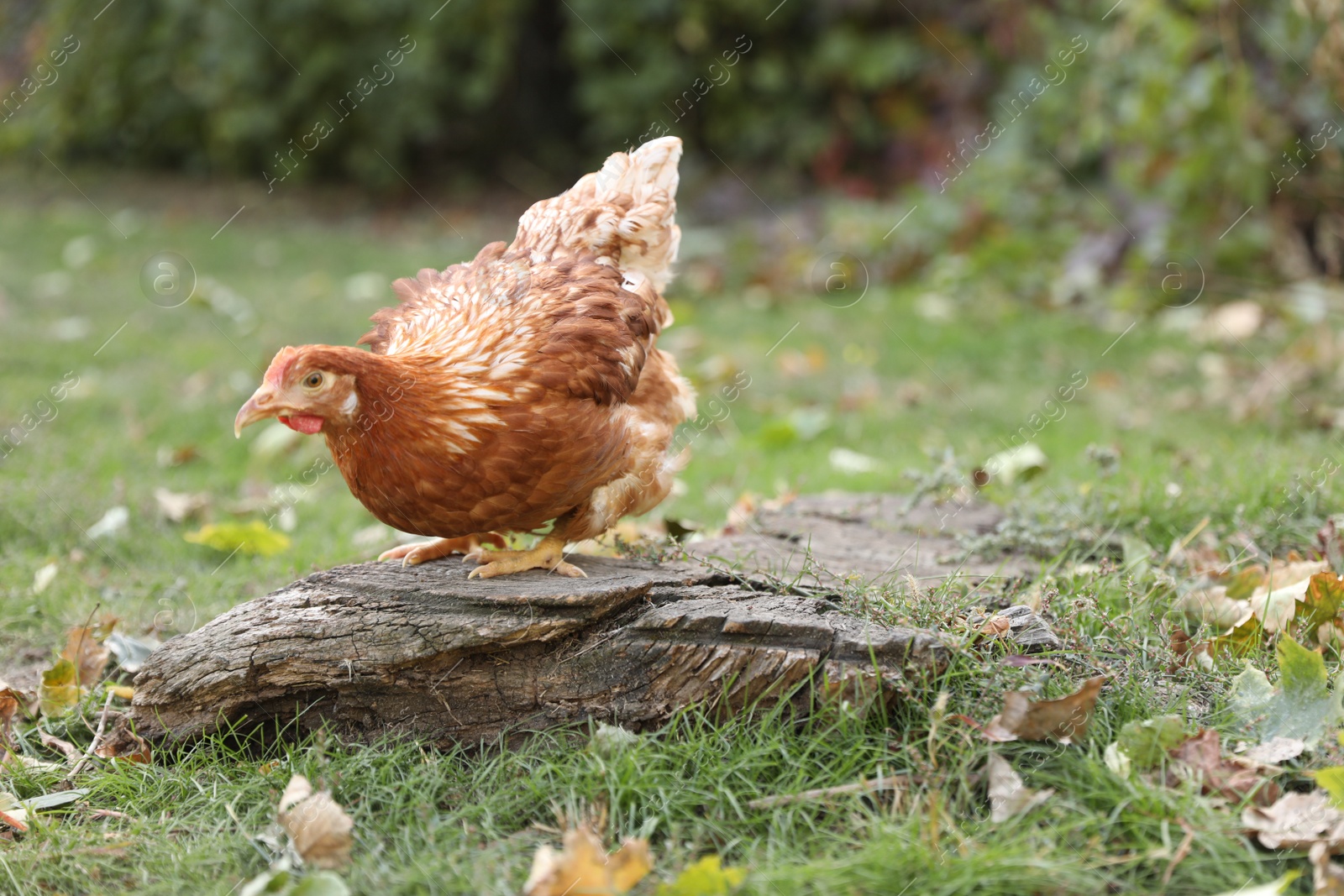 Photo of Beautiful chicken in yard on farm. Domestic animal