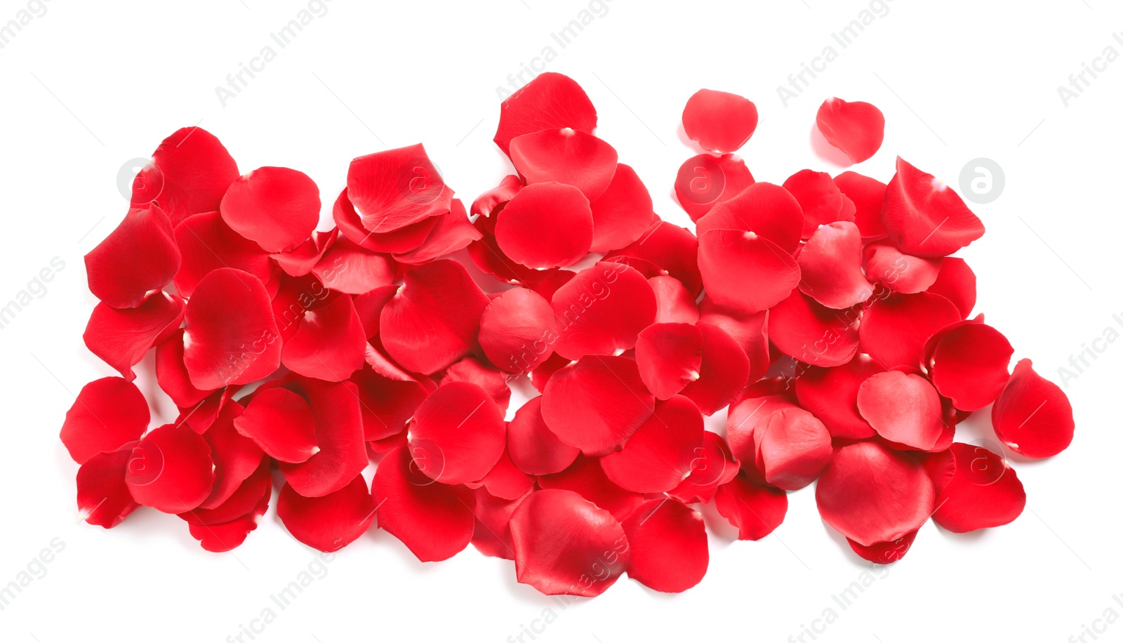 Photo of Pile of red rose petals on white background, top view