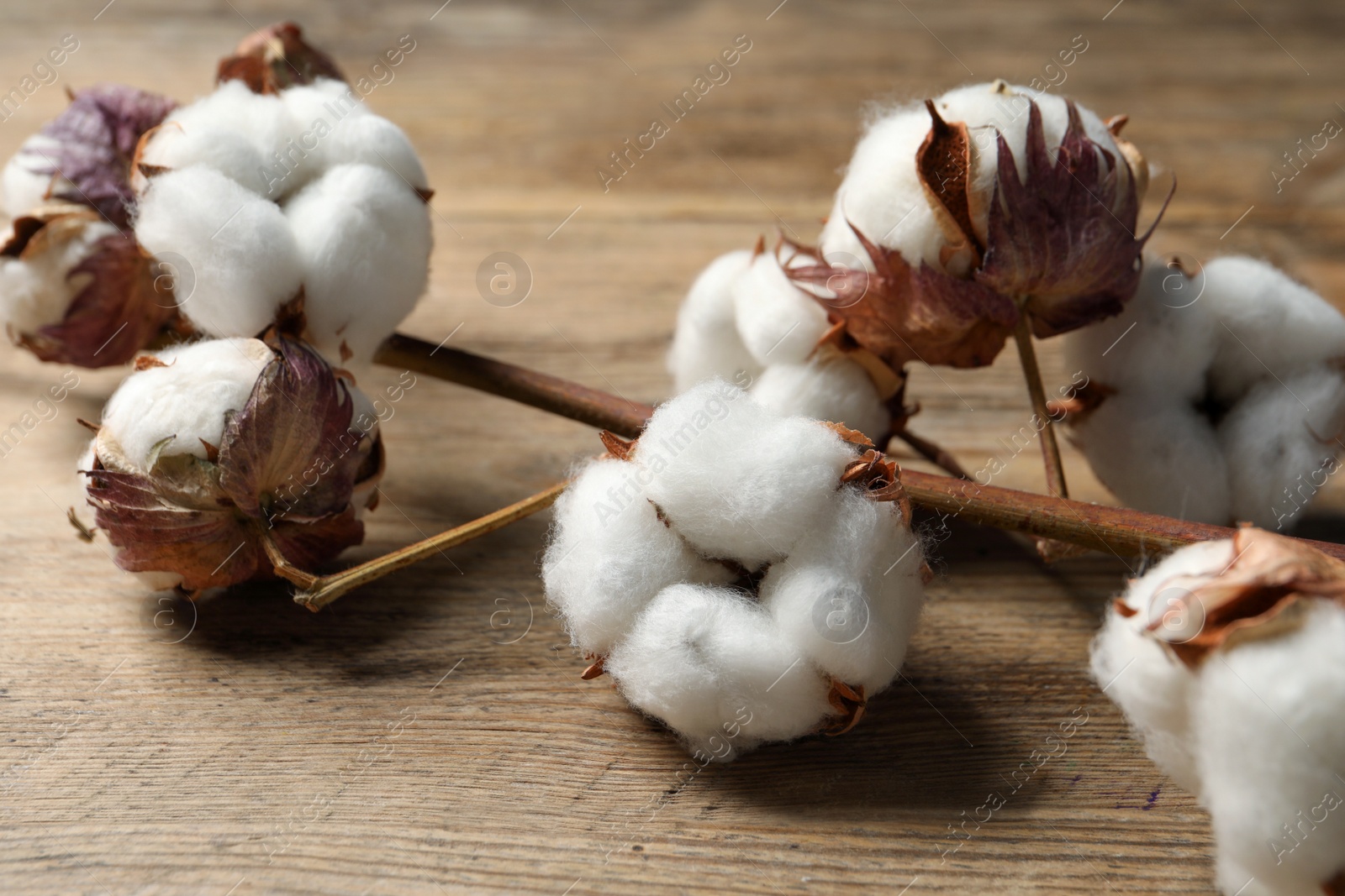 Photo of Dried cotton branch with fluffy flowers on wooden table, closeup