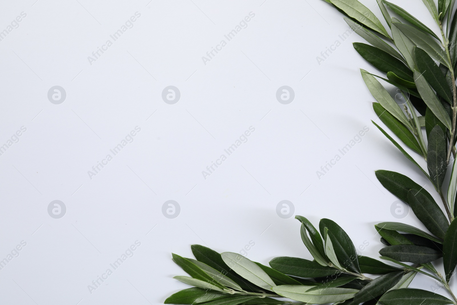 Photo of Olive twigs with fresh green leaves on white background, flat lay. Space for text