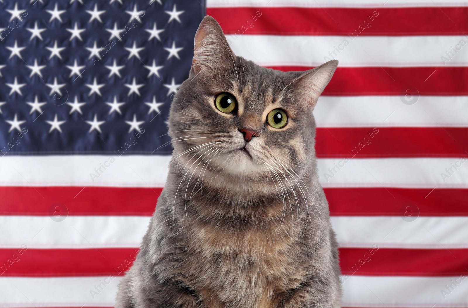 Image of Cute cat against national flag of United States of America