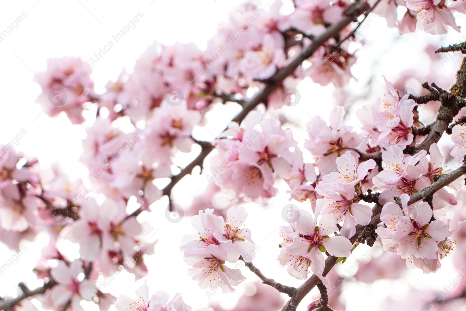 Photo of Delicate spring pink cherry blossoms on tree outdoors, closeup