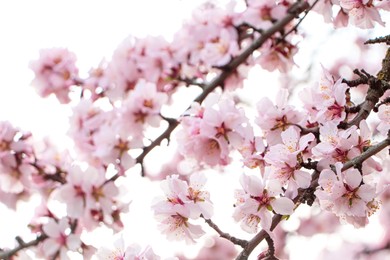 Delicate spring pink cherry blossoms on tree outdoors, closeup