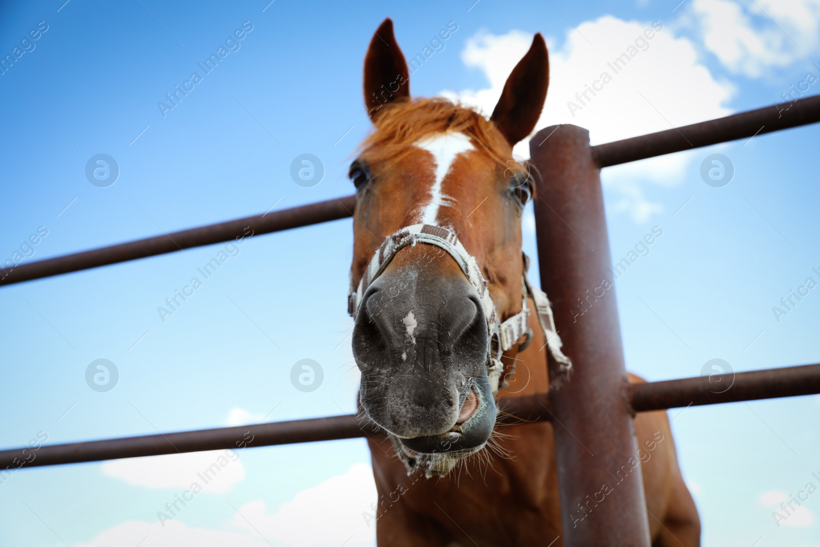 Photo of Chestnut horse at fence outdoors on sunny day, closeup. Beautiful pet