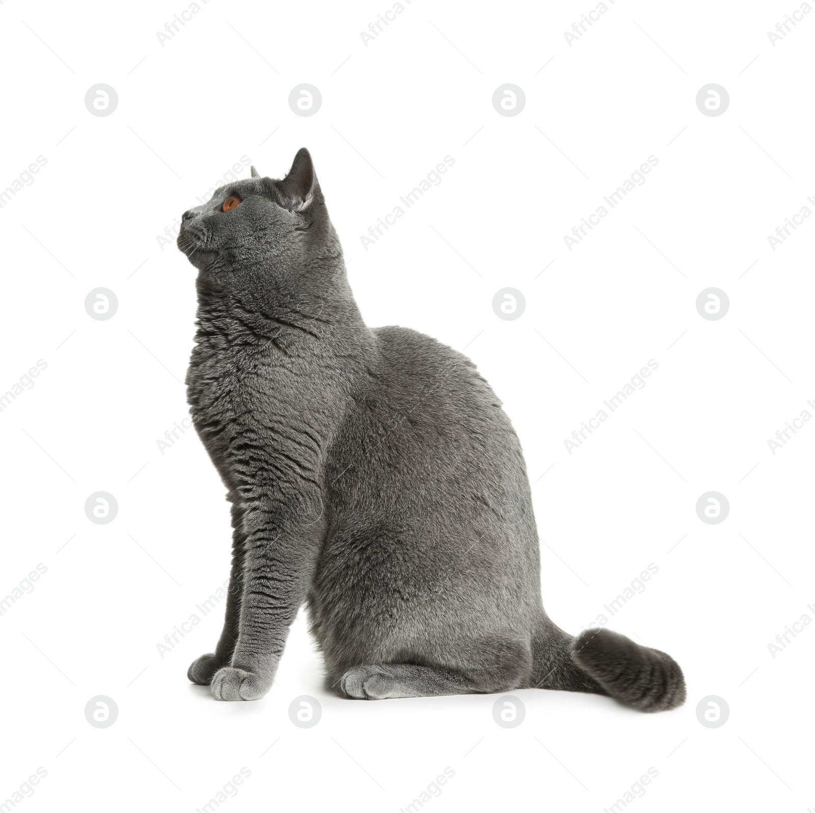 Photo of Adorable grey British Shorthair cat on white background