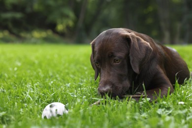 Photo of Adorable Labrador Retriever dog looking at ball on green grass in park, space for text