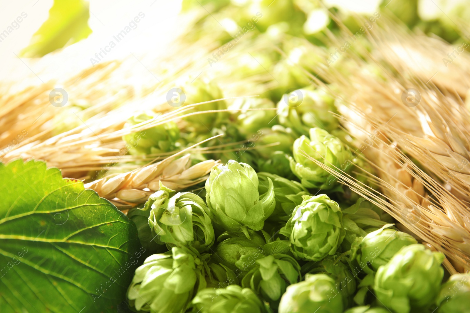 Photo of Fresh green hops and wheat spikes as background. Beer production