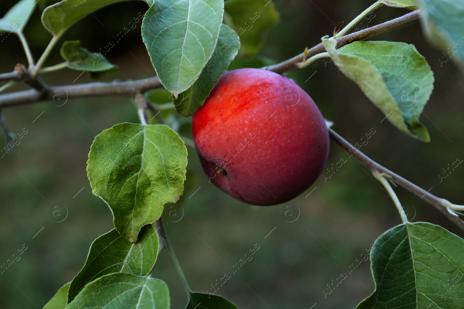 Photo of Beautiful apple tree branch with fruit outdoors, closeup