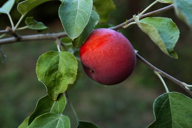 Photo of Beautiful apple tree branch with fruit outdoors, closeup