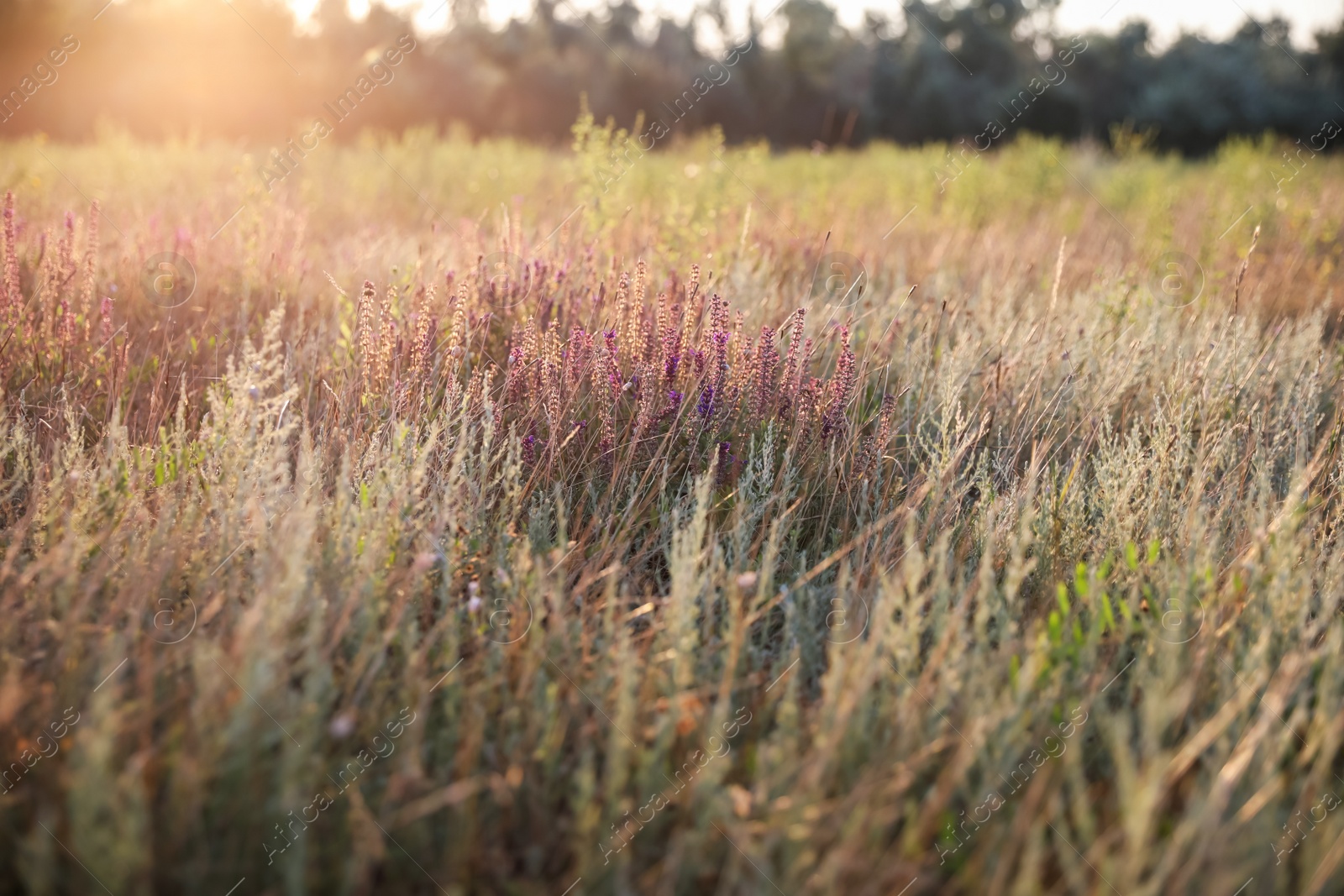 Photo of Beautiful wild flowers in field at sunrise. Early morning landscape