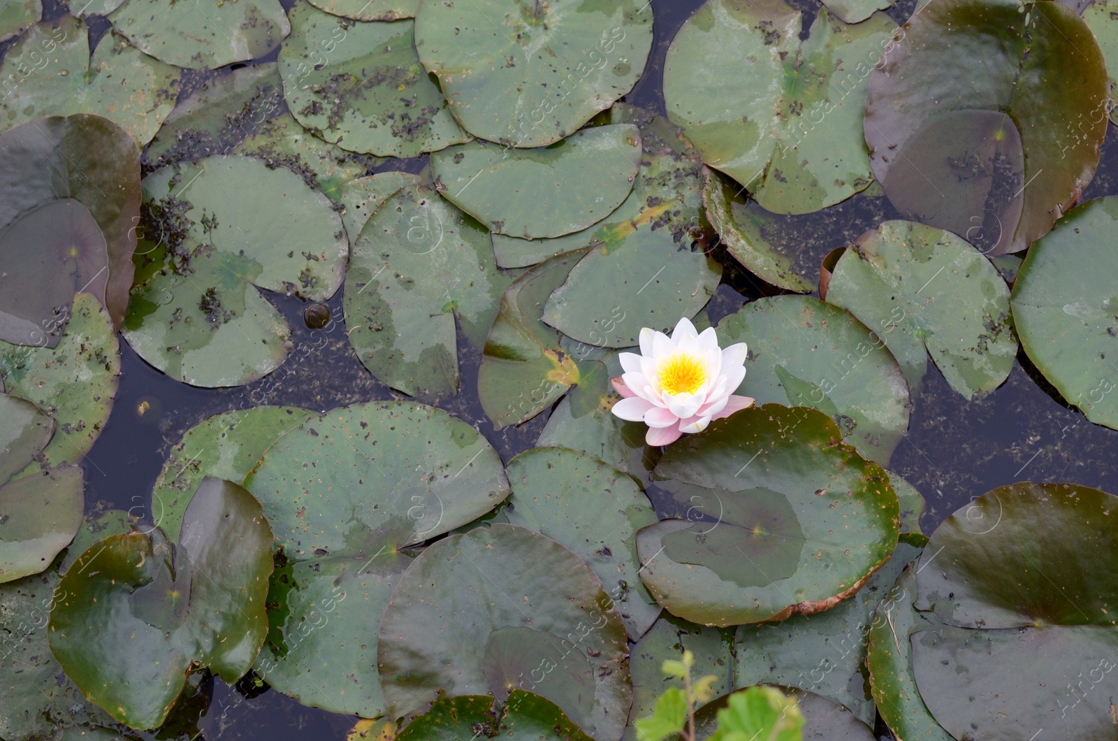 Photo of Beautiful water lily flower and leaves in pond, above view