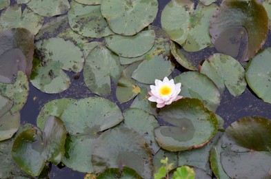 Beautiful water lily flower and leaves in pond, above view