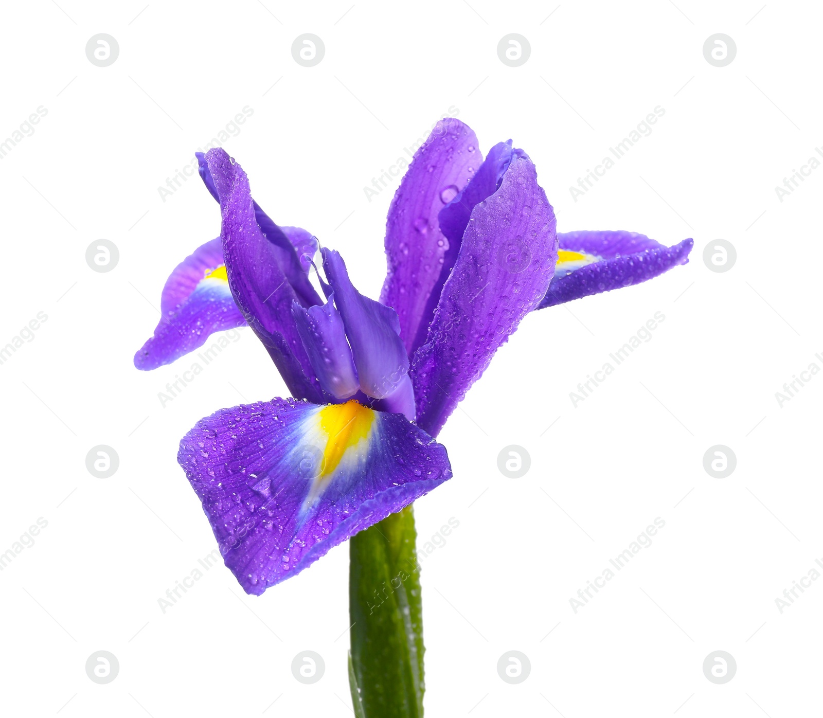 Photo of Beautiful violet iris flower with water drops isolated on white