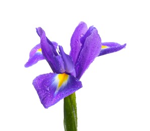 Photo of Beautiful violet iris flower with water drops isolated on white