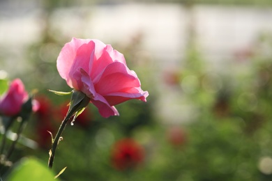 Photo of Beautiful blooming rose in garden on sunny day, space for text