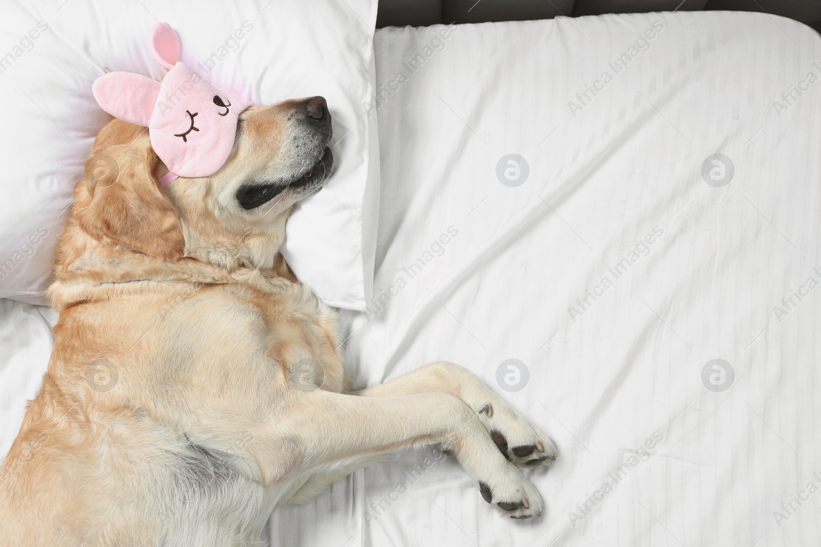 Photo of Cute Labrador Retriever with sleep mask resting on bed, top view. Space for text