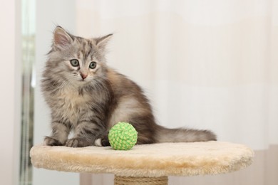 Cute fluffy kitten with ball on cat tree at home