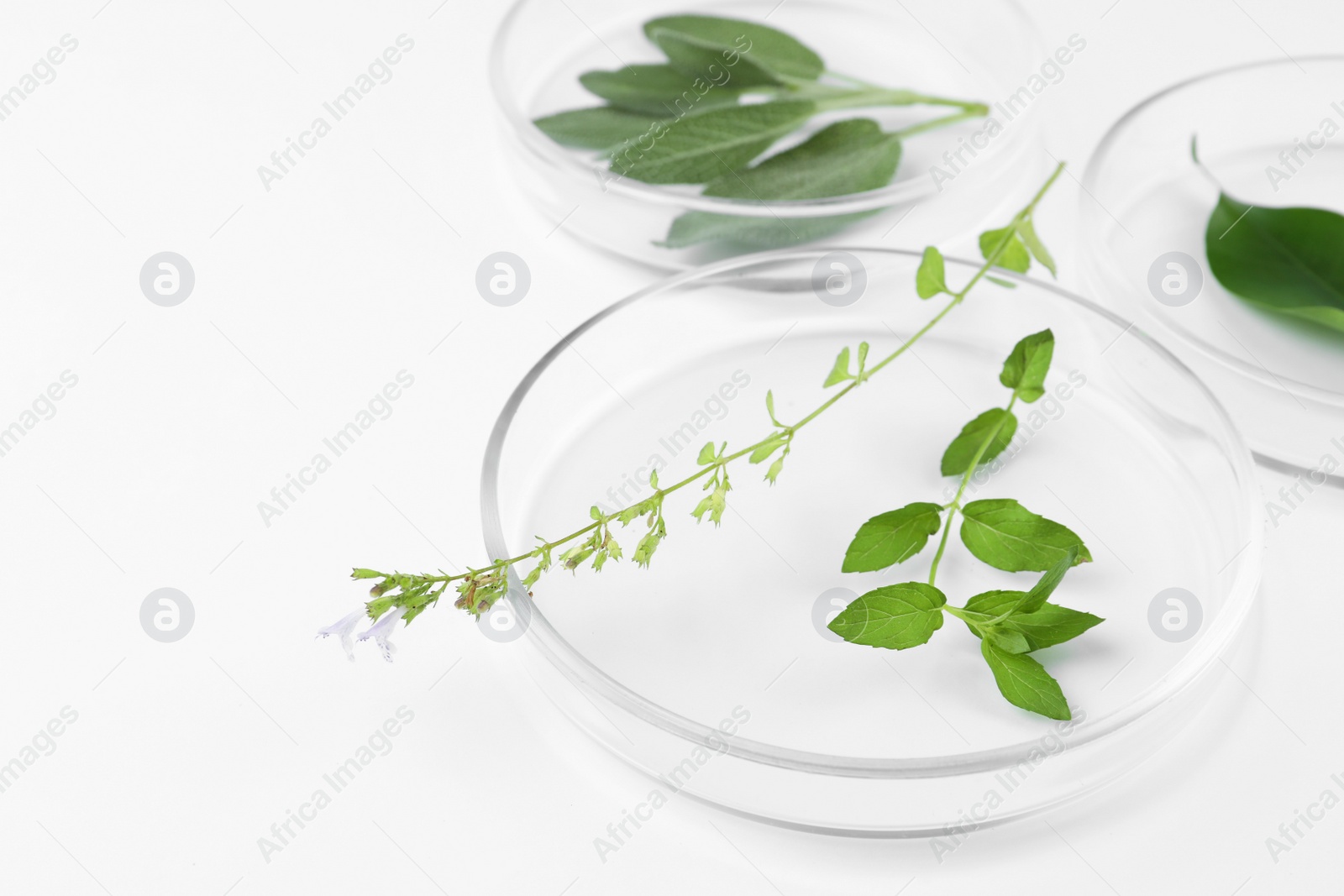 Photo of Petri dishes with different plants on white background, closeup