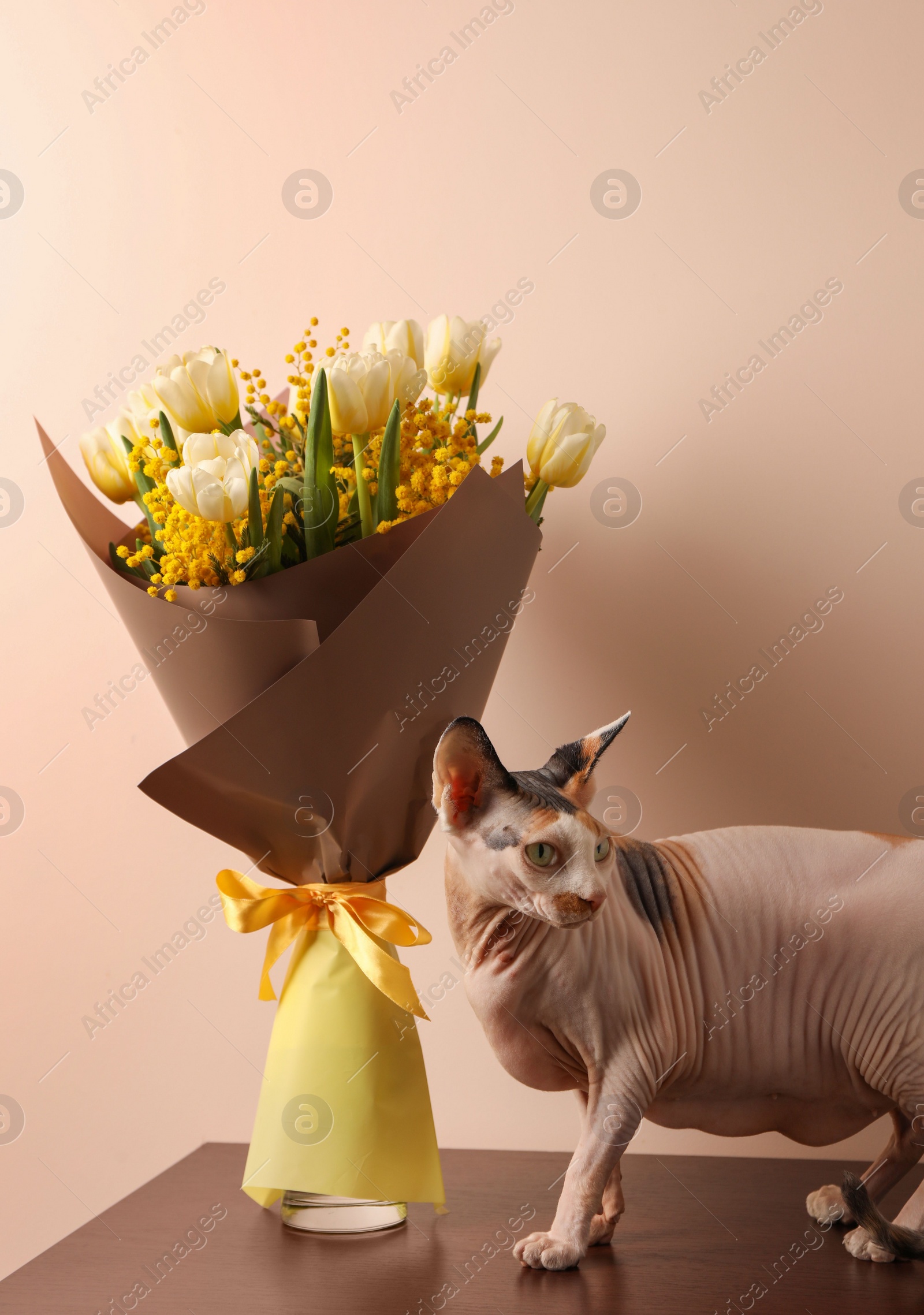 Photo of Cute Sphynx cat near bouquet with beautiful spring flowers on wooden table