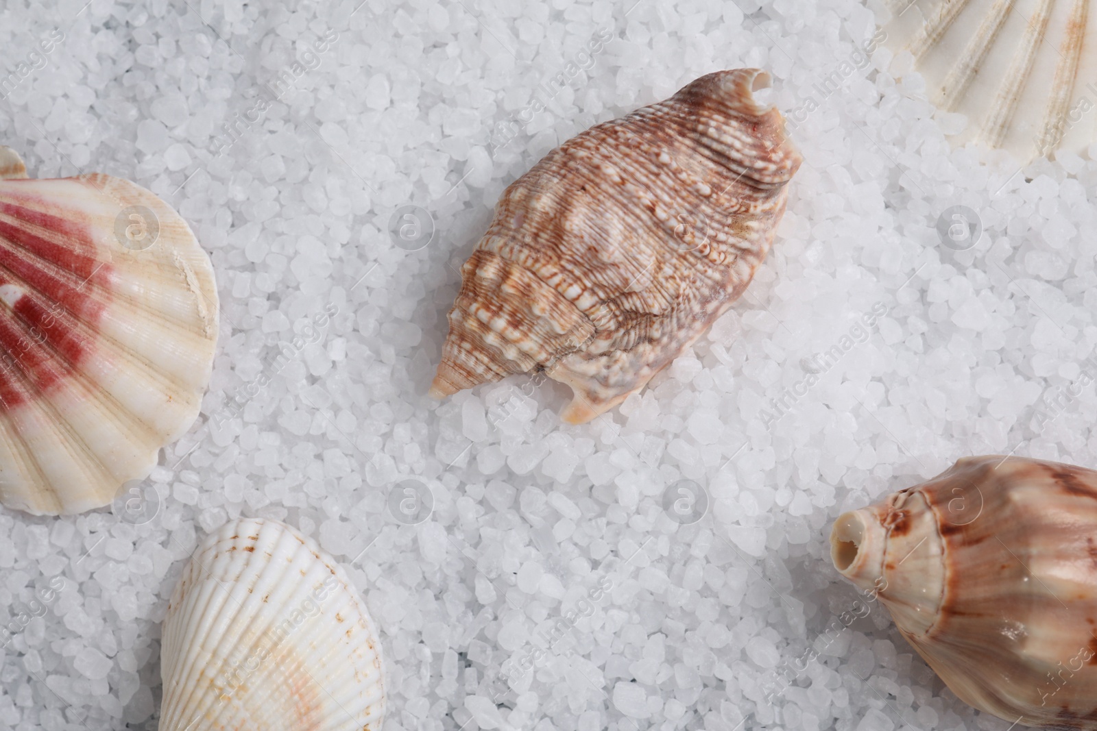 Photo of Beautiful shells on natural sea salt, flat lay