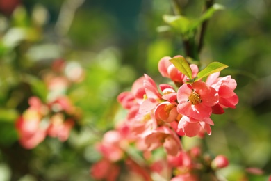 Beautiful blossoming tree branch on spring day