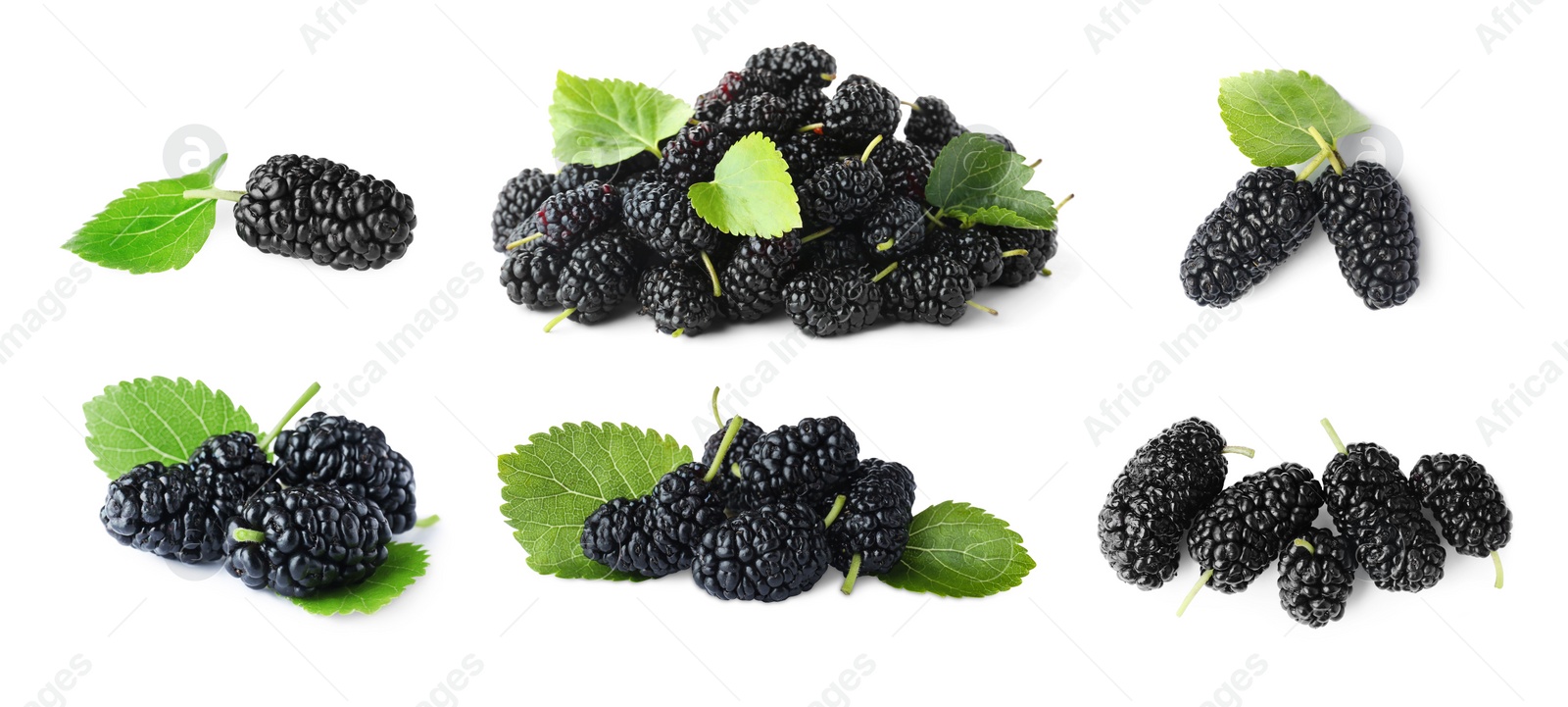 Image of Set with fresh ripe black mulberries on white background. Banner design