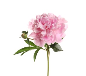 Fragrant bright peony on white background. Beautiful spring flower