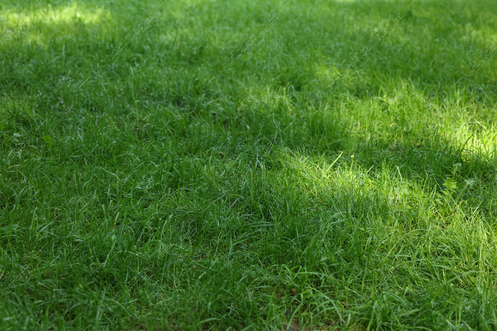 Photo of Fresh green grass growing outdoors in summer