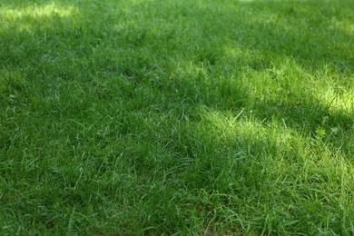 Fresh green grass growing outdoors in summer