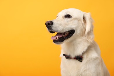Photo of Cute Labrador Retriever dog with bow tie on yellow background, space for text