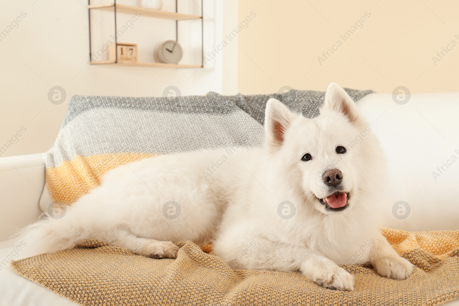 Photo of Adorable Samoyed dog lying on soft blanket. Perfect sleeping place