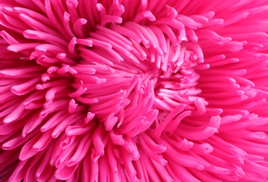 Photo of Beautiful aster flower as background, closeup view