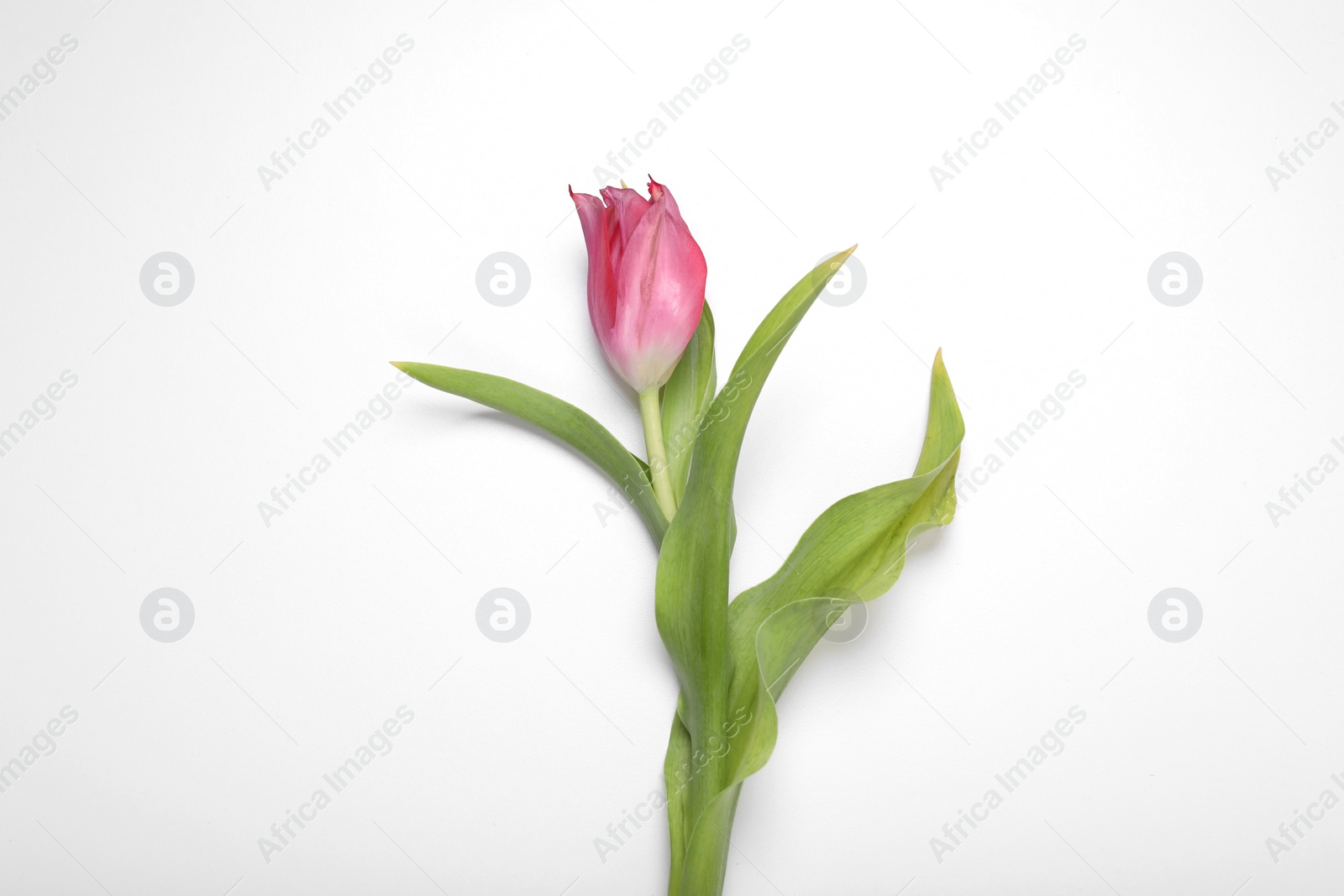Photo of Beautiful pink tulip flower on white background, top view