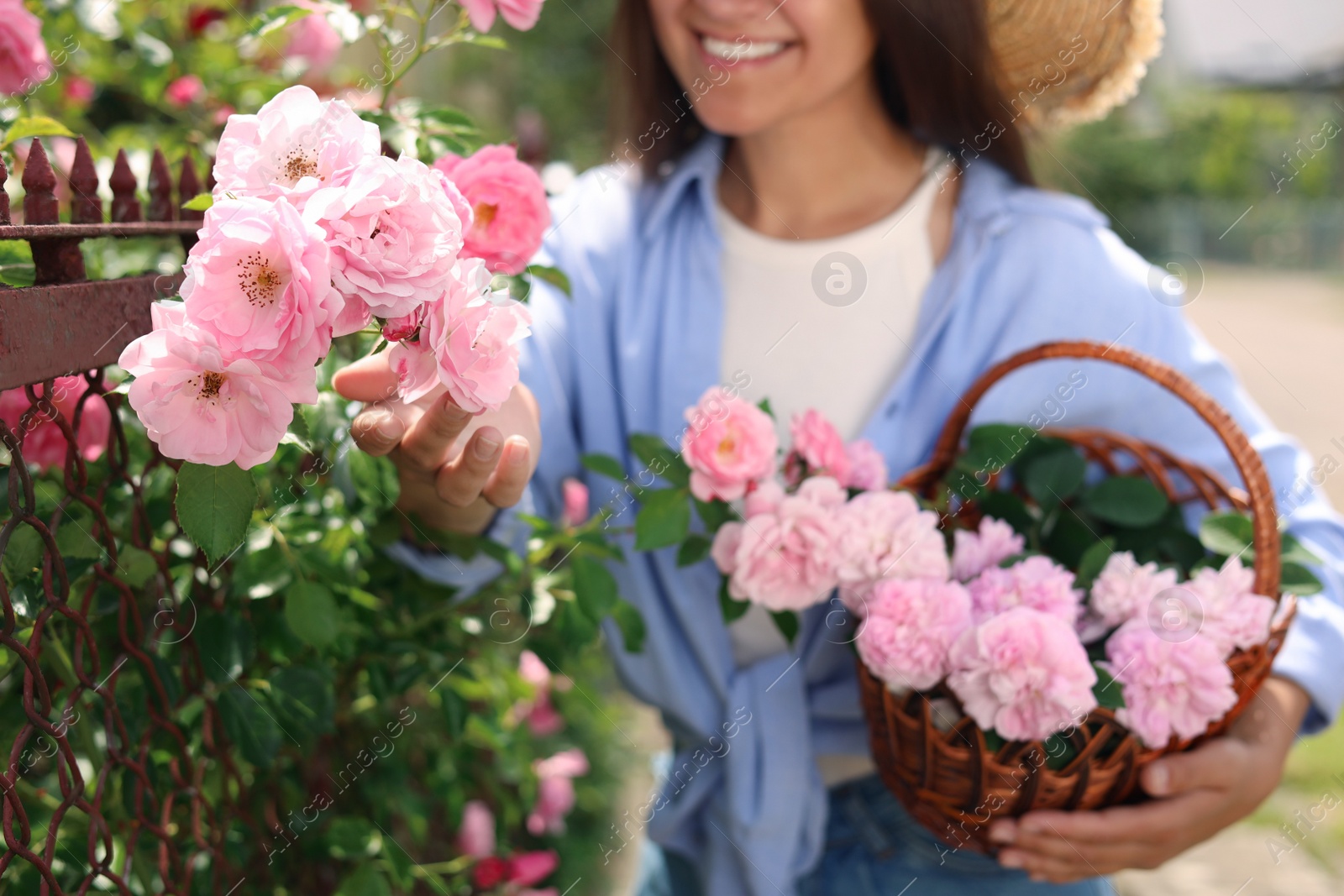 Photo of Happy young woman with basket of pink tea roses in blooming garden, closeup