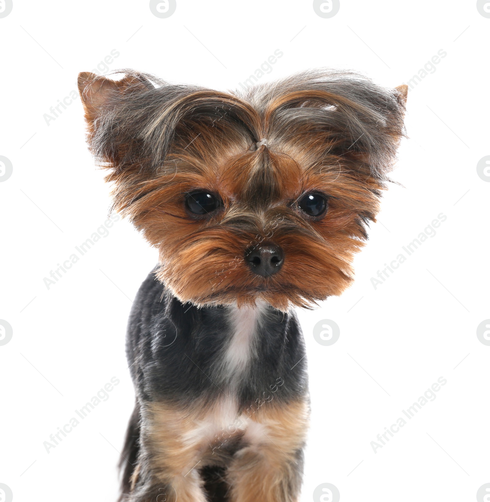 Photo of Cute Yorkshire terrier dog on white background