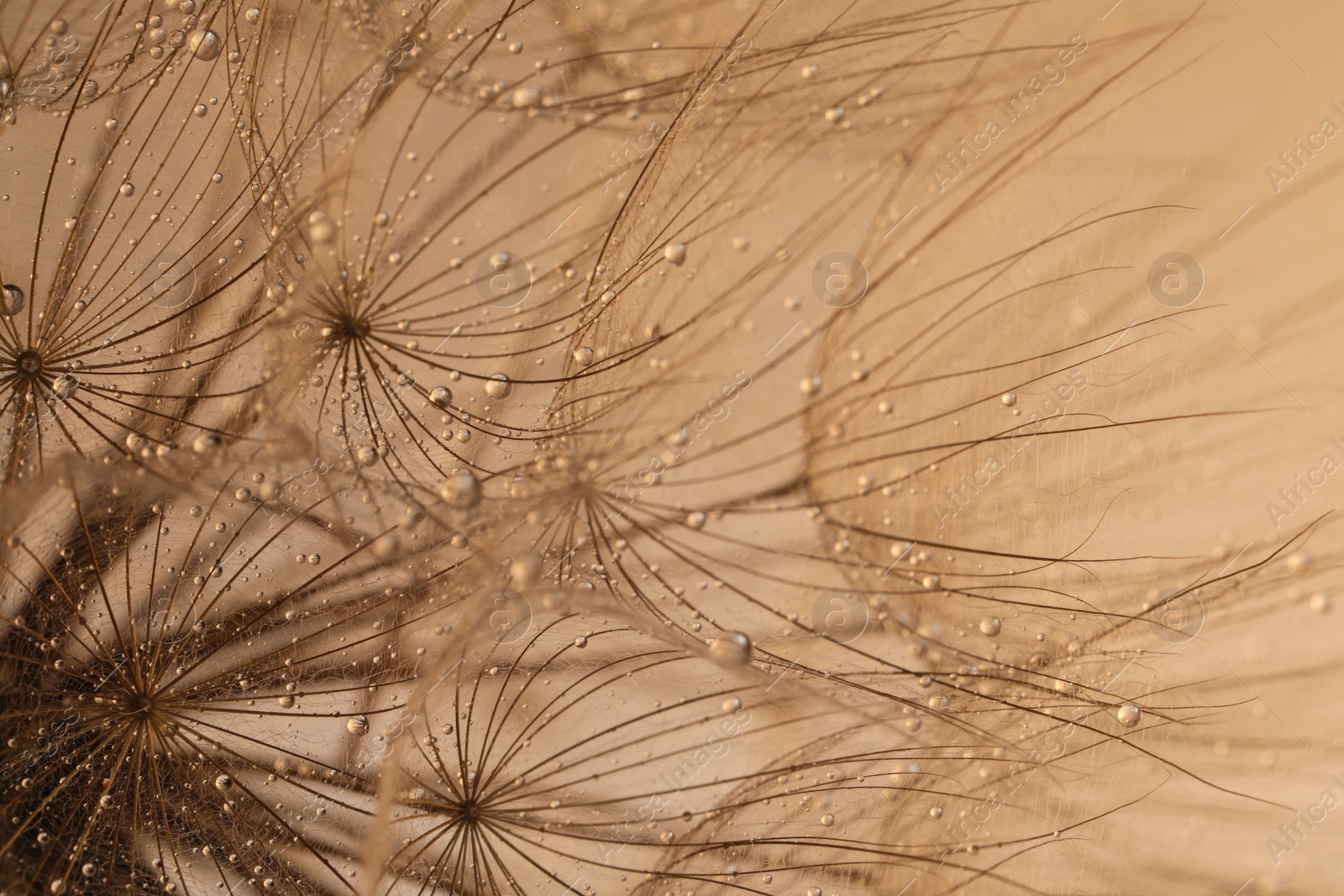 Photo of Beautiful fluffy dandelion flower with water drops on beige background, closeup