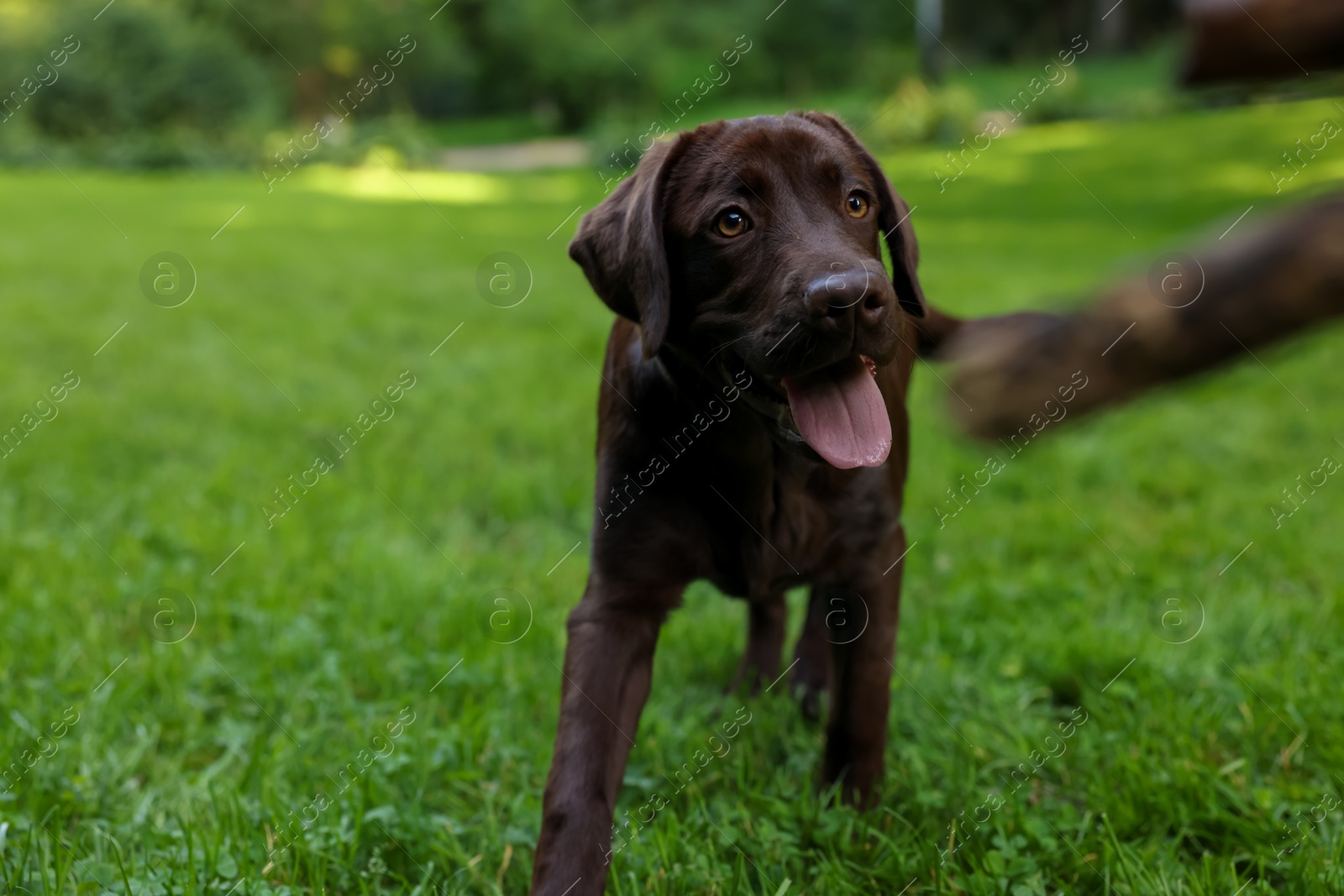 Photo of Adorable Labrador Retriever dog walking in park, space for text