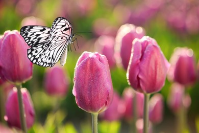Image of Beautiful tulips with morning dew and butterfly in garden, closeup view