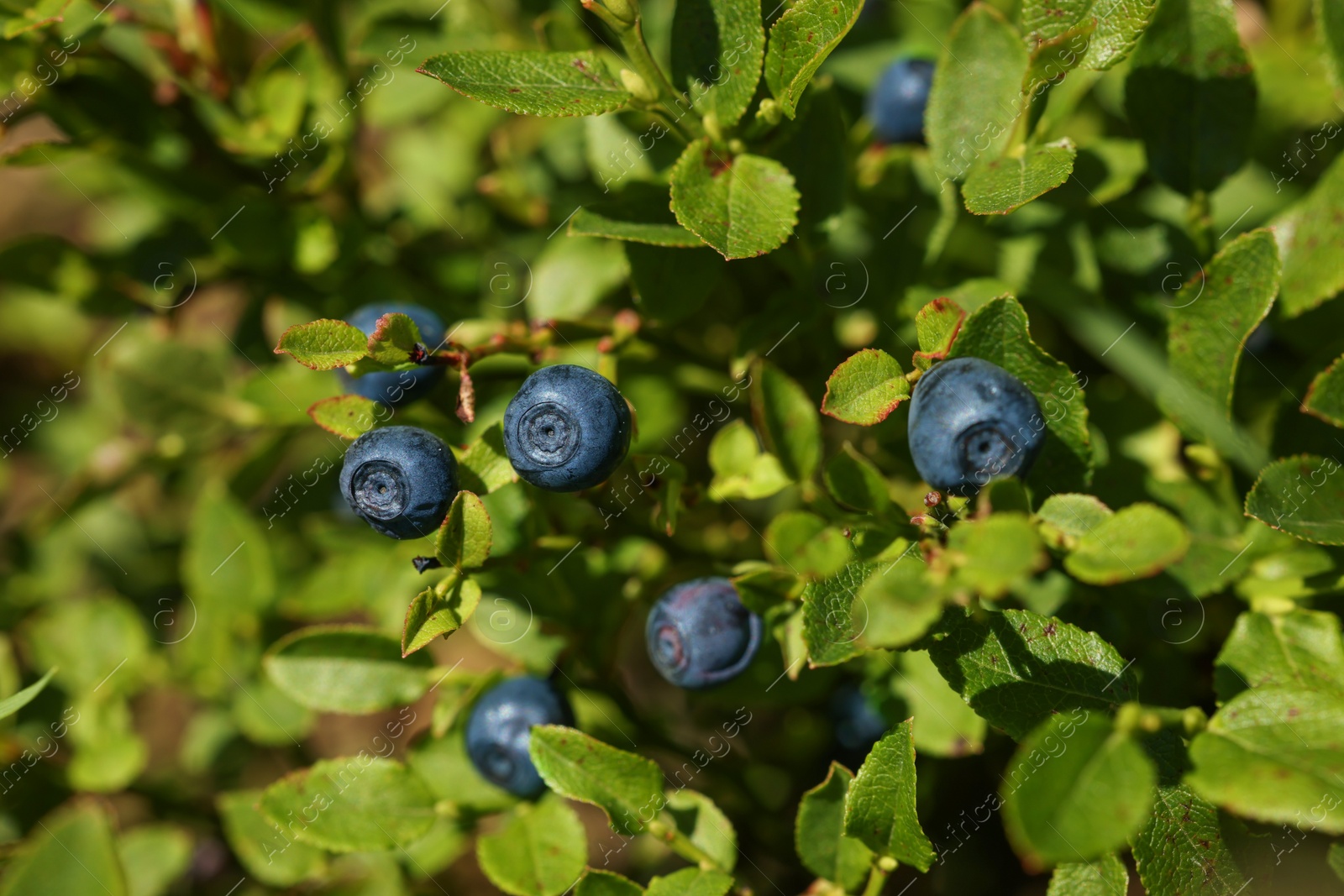 Photo of Ripe bilberries growing in forest, closeup view