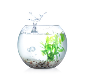 Photo of Splash of water in round fish bowl with decorative plant and pebbles on white background