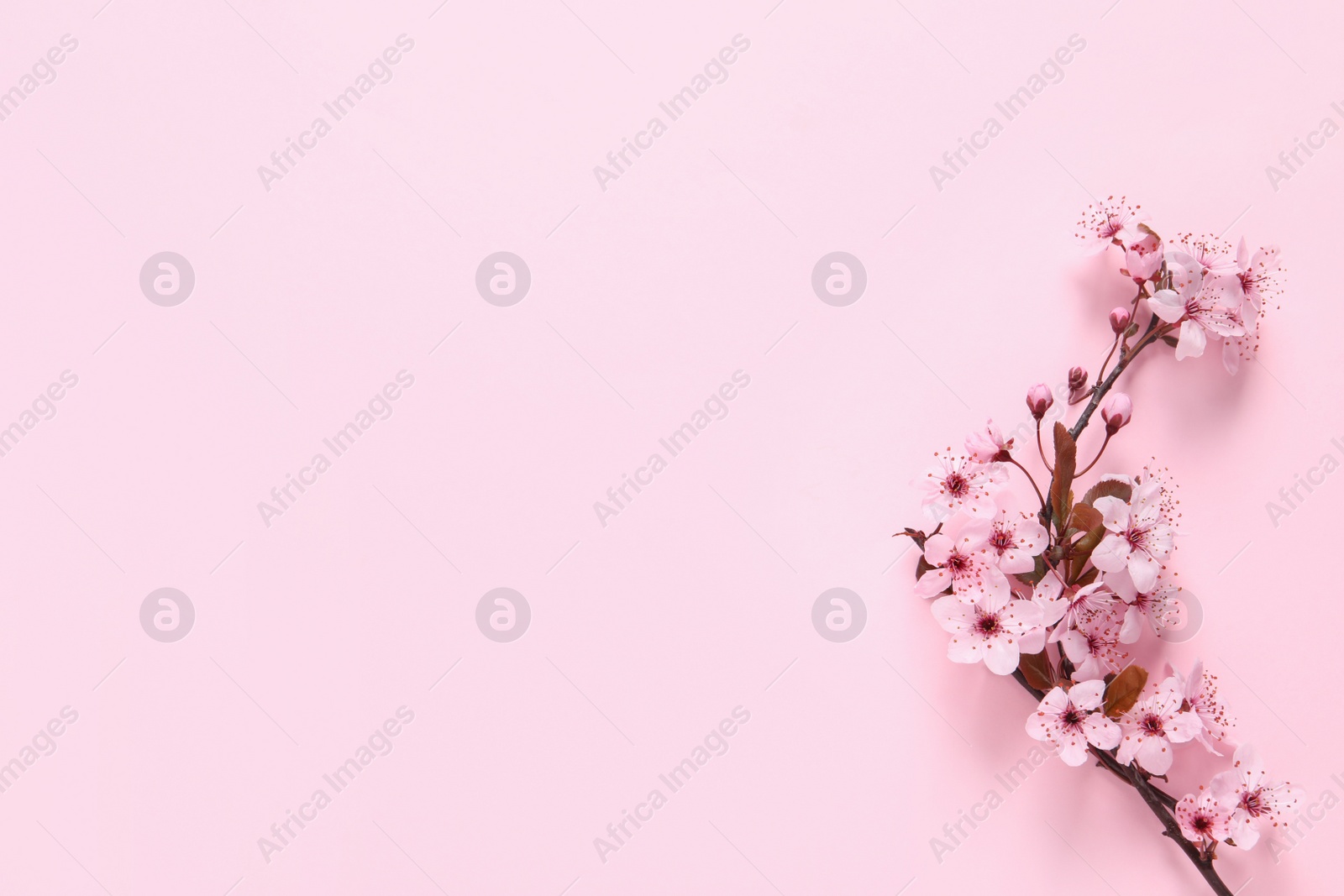 Photo of Sakura tree branch with beautiful blossoms on pink background, flat lay. Space for text