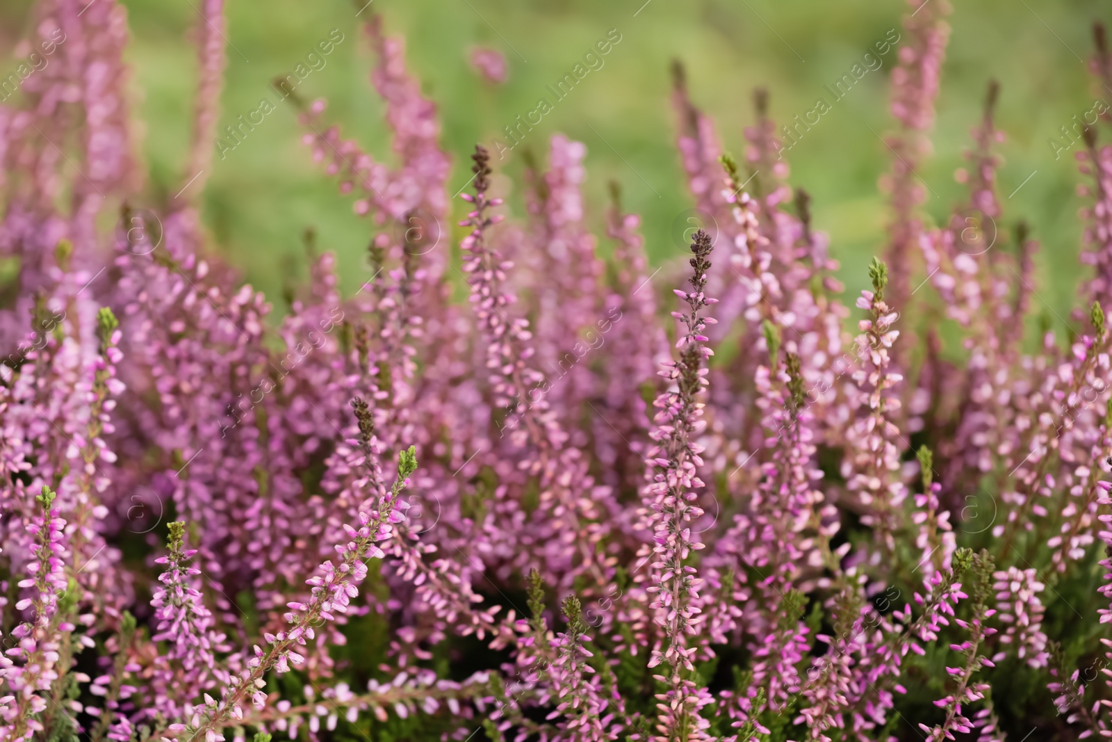 Photo of Heather shrubs with beautiful flowers outdoors, closeup