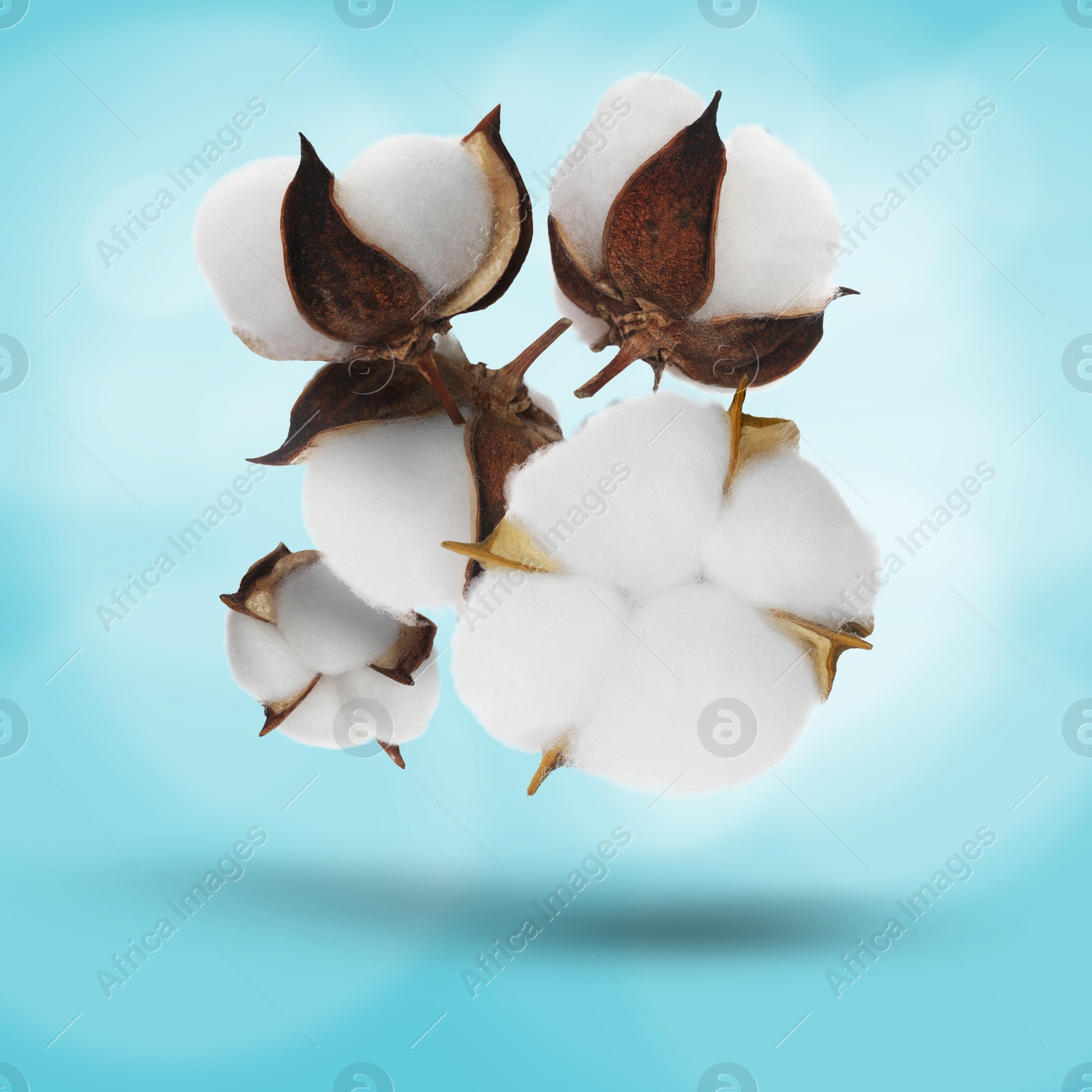 Image of Beautiful cotton flowers falling on light blue background