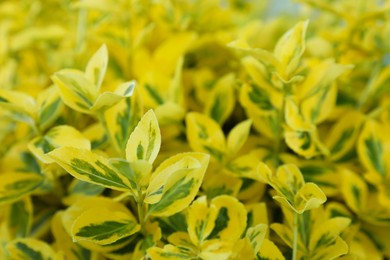 Photo of Beautiful winter creeper with bright leaves as background, closeup. Gardening concept