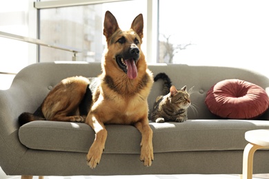 Photo of Cat and dog together on sofa indoors. Funny friends