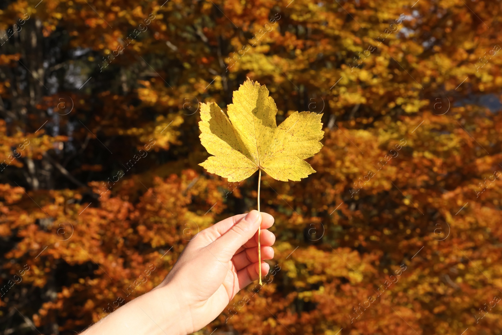 Photo of Woman holding beautiful leaf outdoors on autumn day, closeup