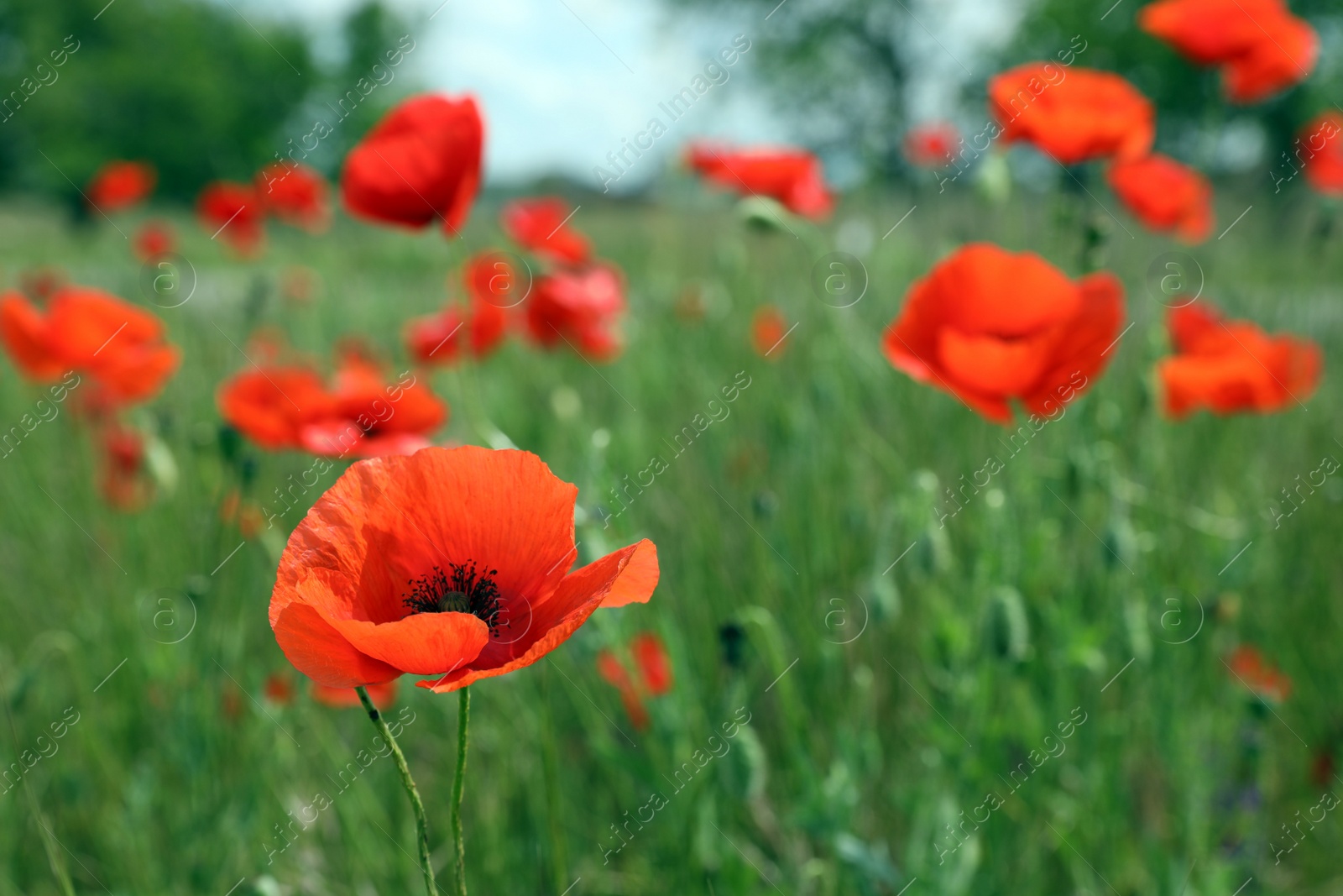 Photo of Beautiful red poppy flowers growing in field, closeup. Space for text