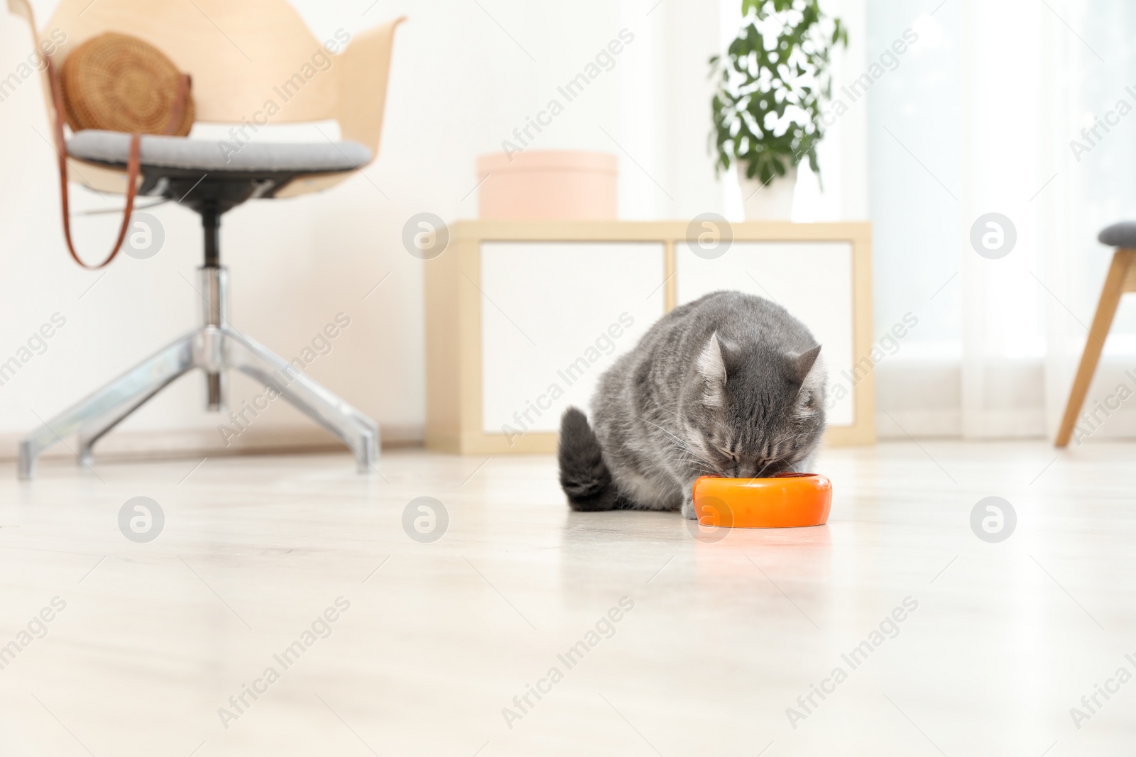 Photo of Adorable cat near bowl of food indoors. Pet care