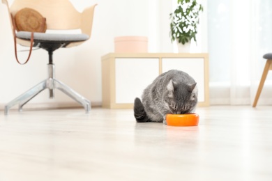 Adorable cat near bowl of food indoors. Pet care